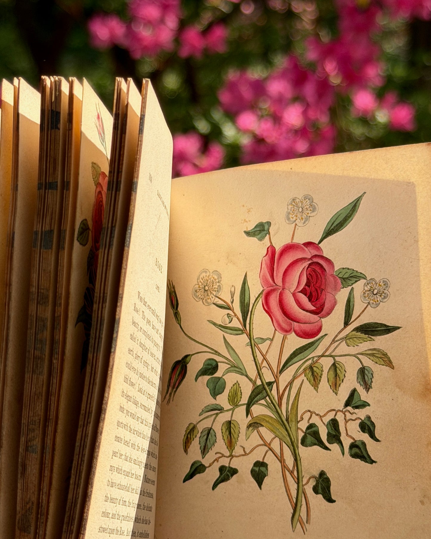 Language of Flowers Book